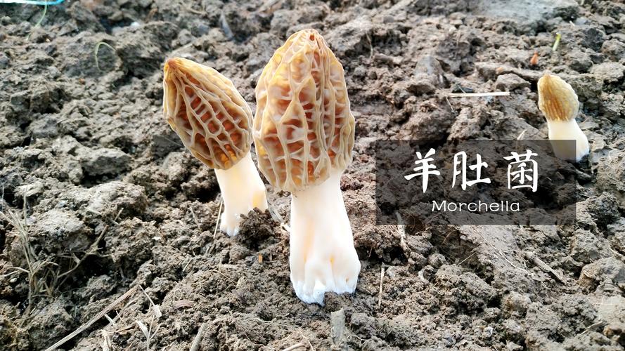 史斌 以食品技術為支點，撬動食品經營新生態